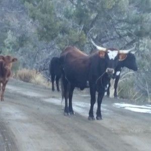 Meet your Posher, Obie